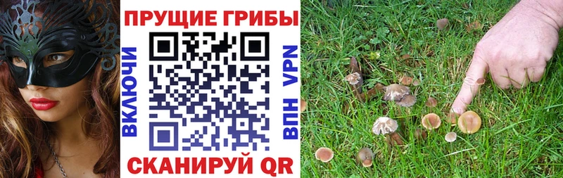 Купить закладки  Разумное  Псилоцибиновые грибы GOLDEN TEACHER 